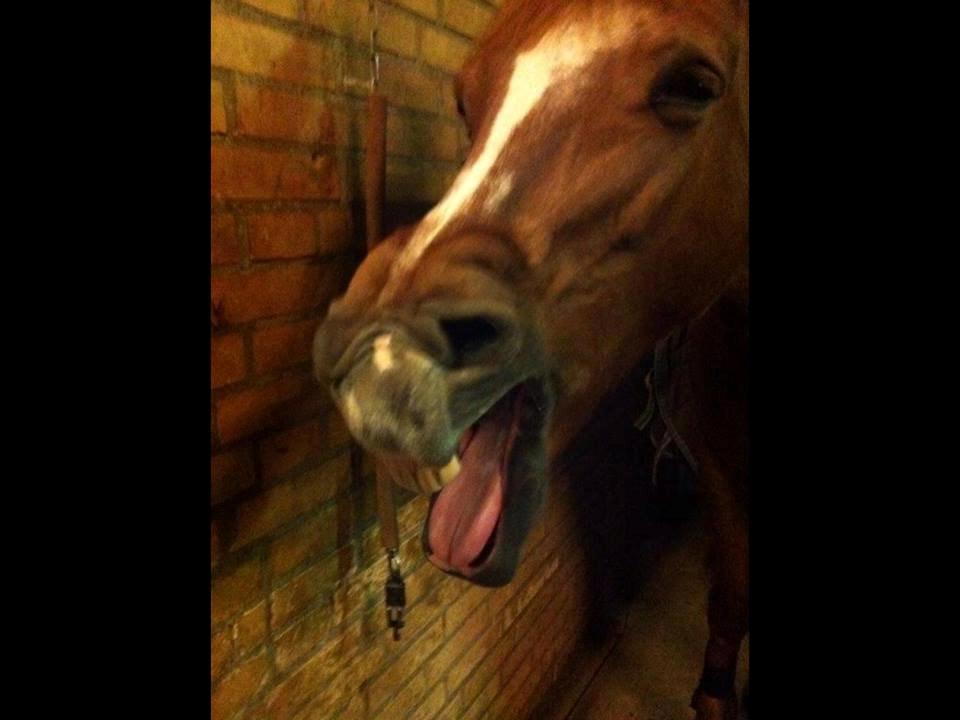 Anden særlig race Duchess  ** R.I.P ** - Sidste ridetime  billede 10