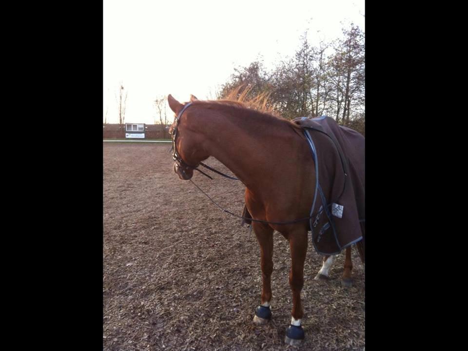 Anden særlig race Duchess  ** R.I.P ** - Hygge tur udenfor billede 12