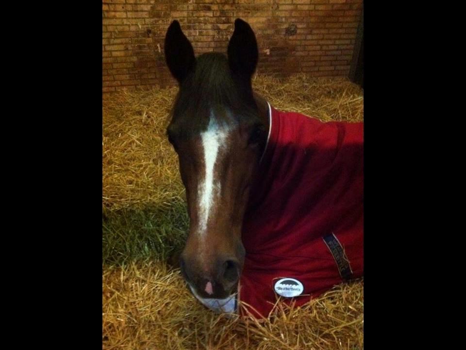 Anden særlig race Duchess  ** R.I.P ** - " Jeg er træt, moar!"  billede 15