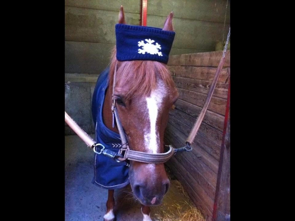 Anden særlig race Duchess  ** R.I.P ** - " Hvad har hun dog gang i?" billede 16