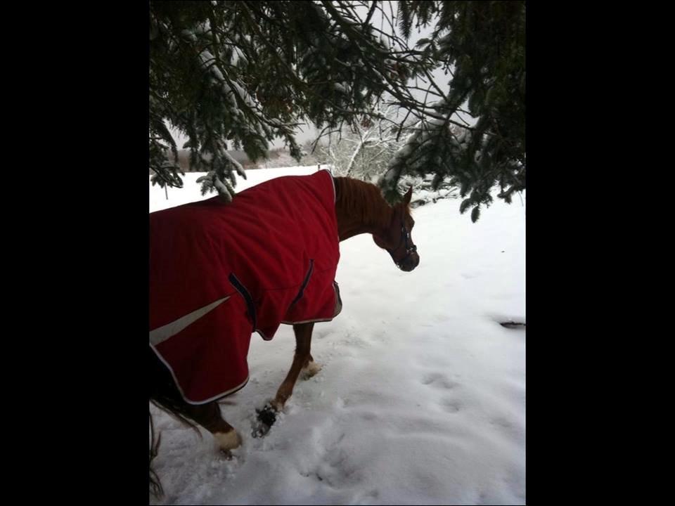 Anden særlig race Duchess  ** R.I.P ** - Vi hygger på folden:) billede 17