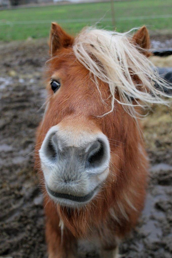 Shetlænder Jack aka. LilleSkid billede 3