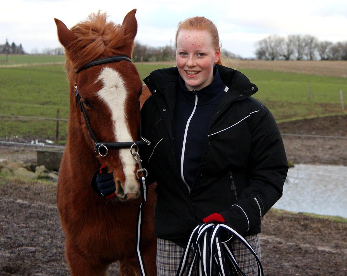 DSP Nørretelling's Ballou - Dejlige babyhest - Foto: ML billede 16
