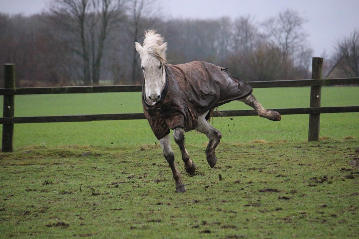 Welsh Cob (sec D) Athos/Mowgli - Foto : Mig billede 29