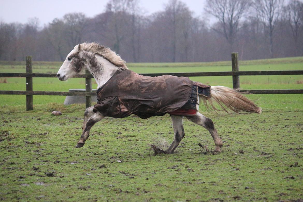Welsh Cob (sec D) Athos/Mowgli - Foto : Mig billede 30