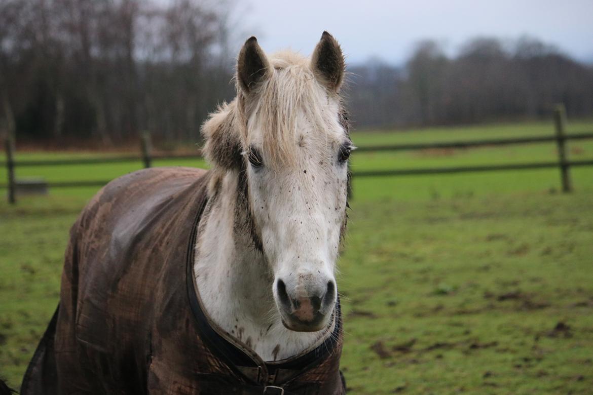 Welsh Cob (sec D) Athos/Mowgli - Foto : Mig billede 31