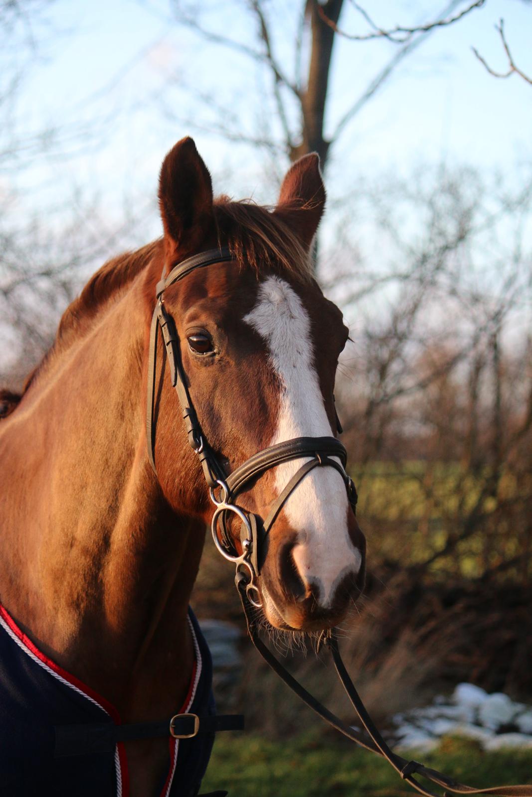 Belgisk varmblod D´Amour V/H Dennenhof - Foto : Mig billede 46