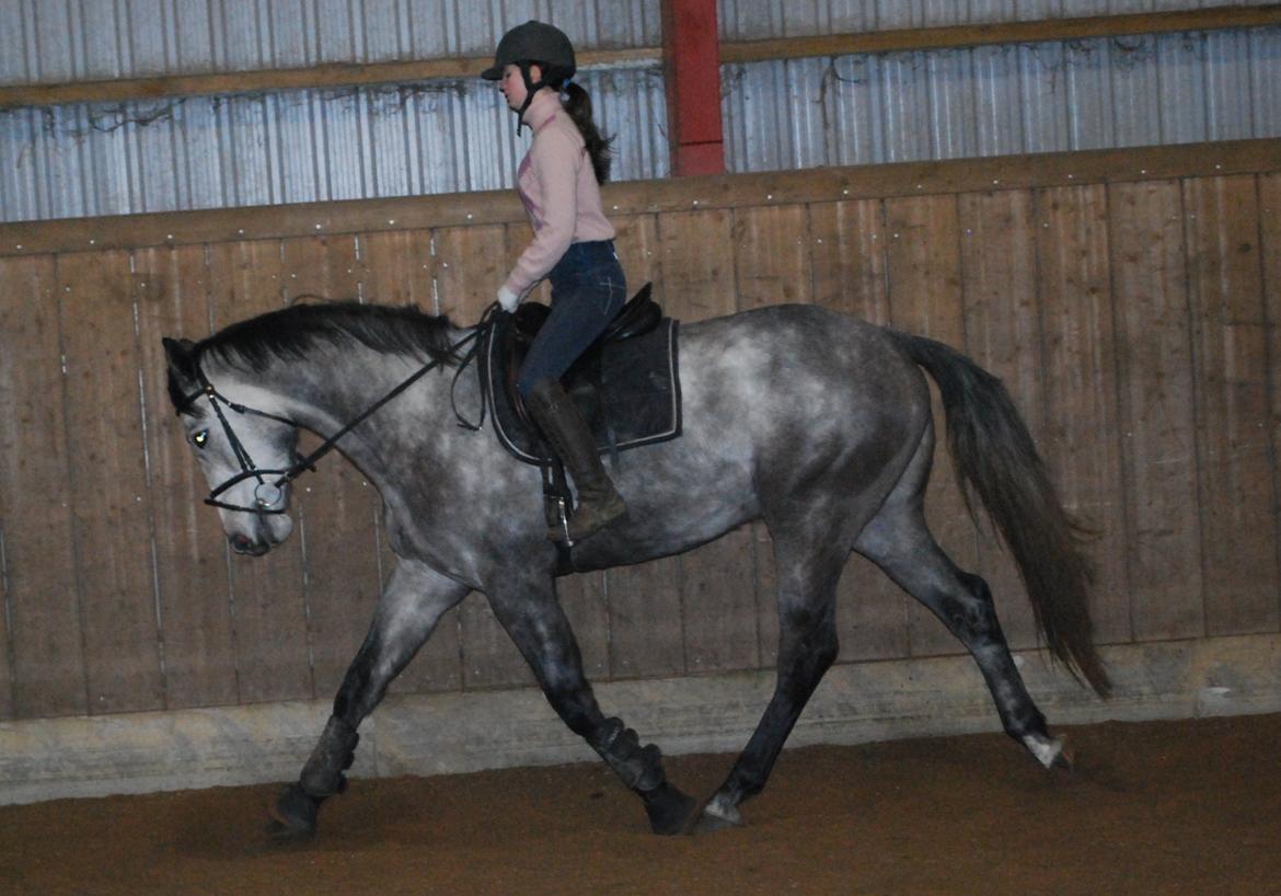 Holstener Blue Boy - Redet lidt over en måned. Decbemer 2013 billede 12