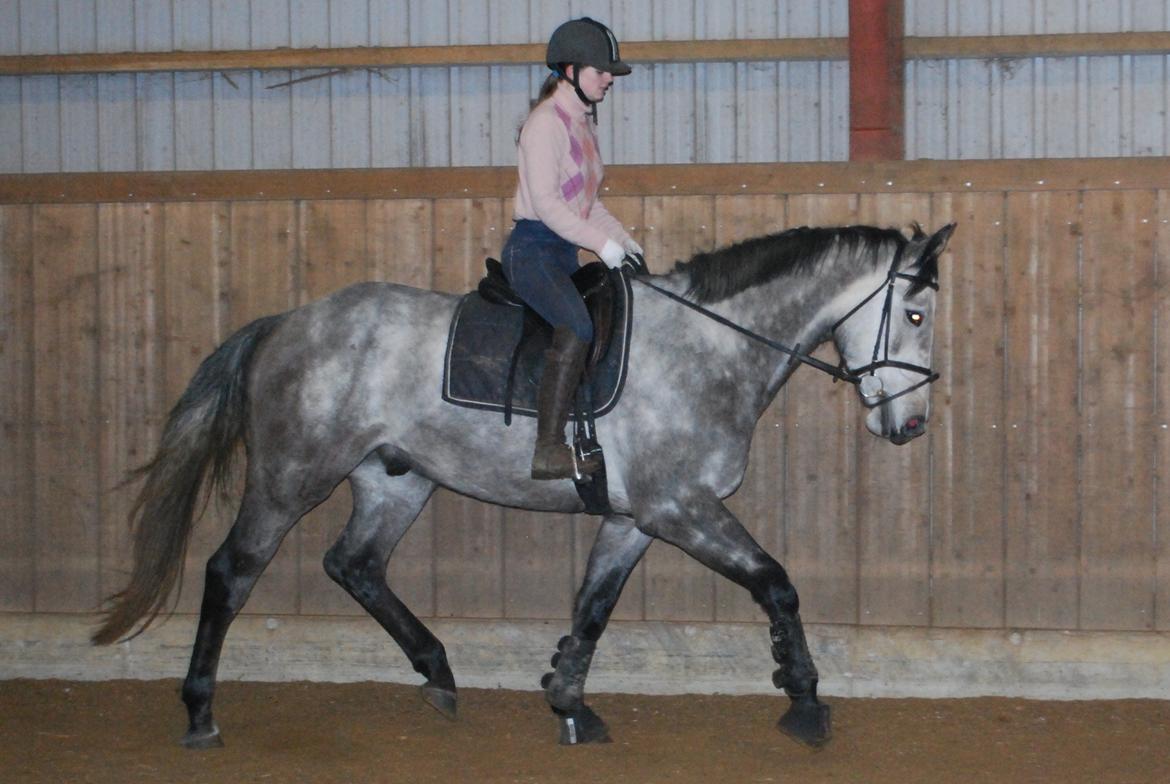 Holstener Blue Boy - Redet lidt over en mdr. Decbemer 2013 billede 3