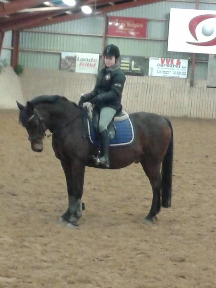 New Forest ''Salshøjs Tinto''   - Velkommen til Salshøjs Tinto... 
Tinto og jeg i ridehallen den 25/12-2013 <3<3 billede 2