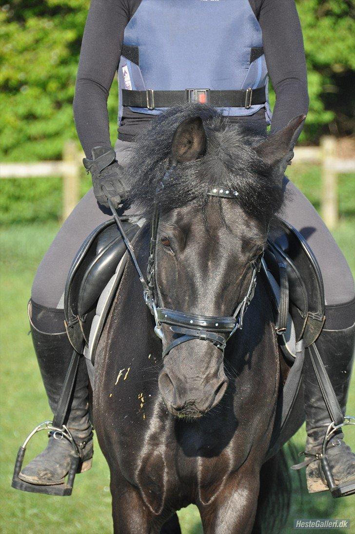 Anden særlig race Chico (Oldenborg/DSP) billede 2