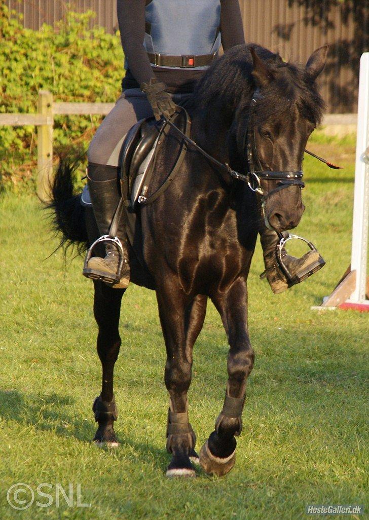 Anden særlig race Chico (Oldenborg/DSP) billede 14
