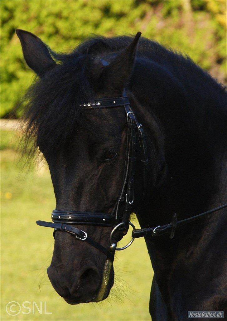 Anden særlig race Chico (Oldenborg/DSP) billede 15