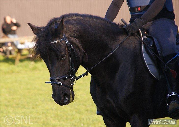 Anden særlig race Chico (Oldenborg/DSP) billede 16