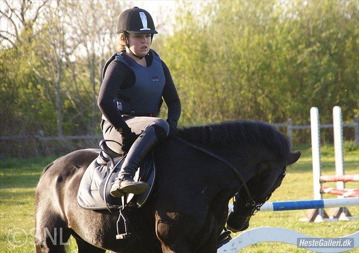 Anden særlig race Chico (Oldenborg/DSP) billede 17