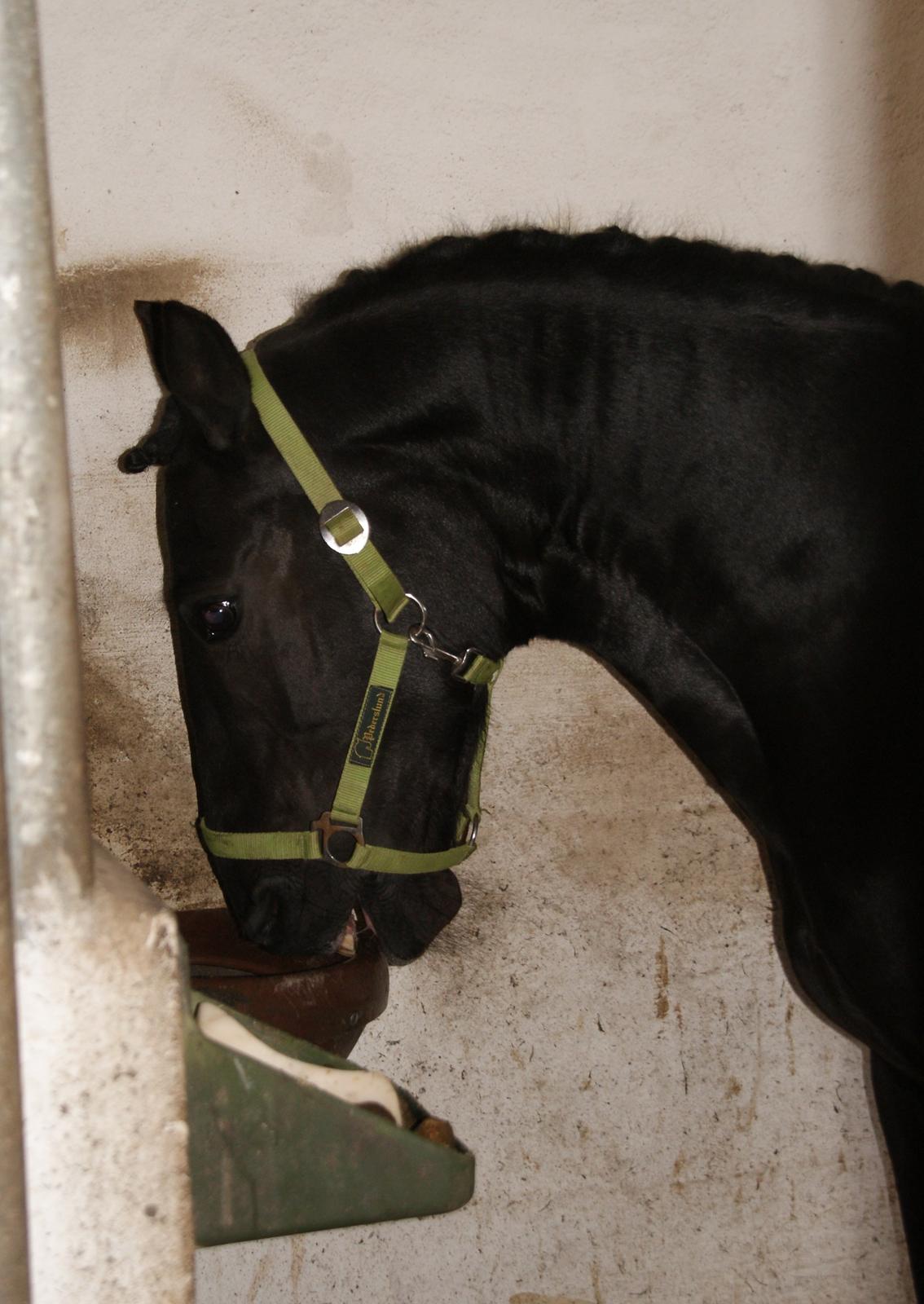 Anden særlig race Chico (Oldenborg/DSP) billede 18