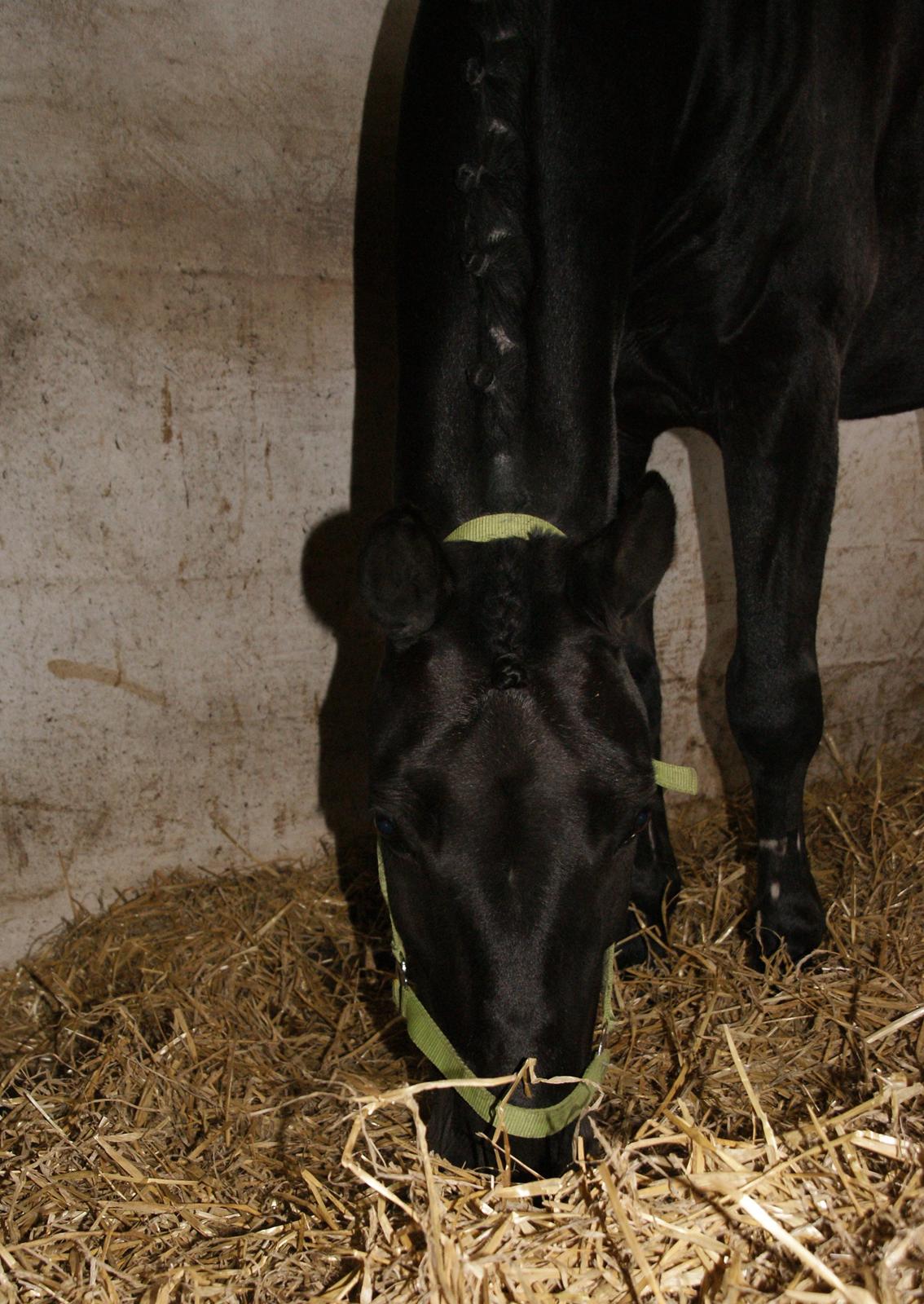 Anden særlig race Chico (Oldenborg/DSP) billede 19