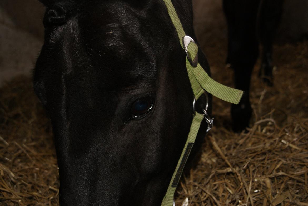 Anden særlig race Chico (Oldenborg/DSP) billede 20