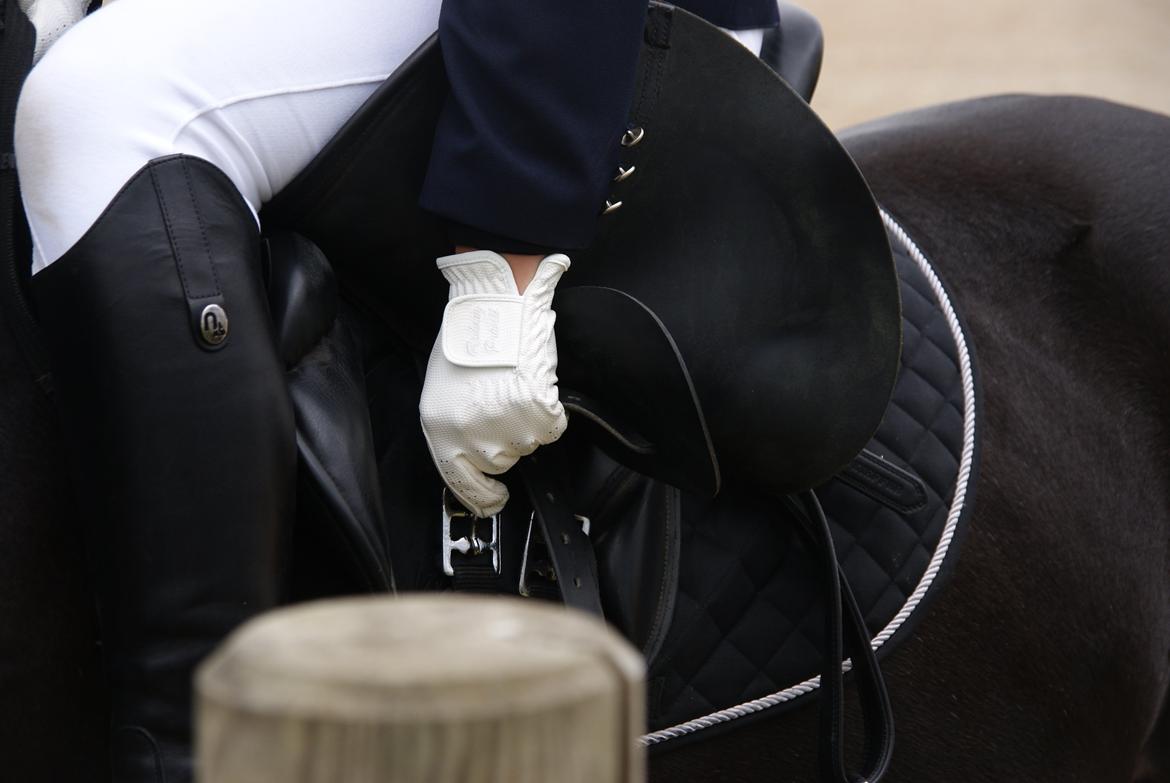 Anden særlig race Chico (Oldenborg/DSP) billede 21