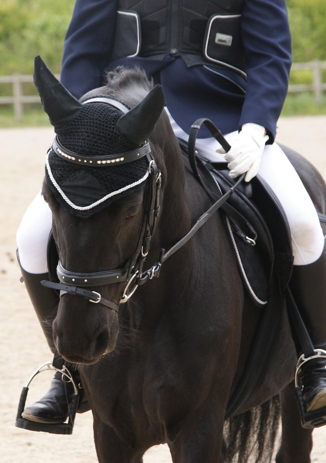 Anden særlig race Chico (Oldenborg/DSP) billede 22