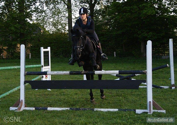 Anden særlig race Chico (Oldenborg/DSP) billede 23