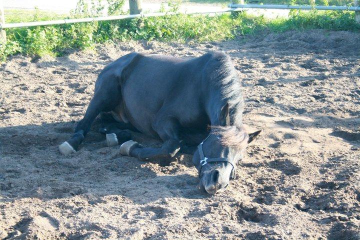 Anden særlig race Chico (Oldenborg/DSP) billede 24