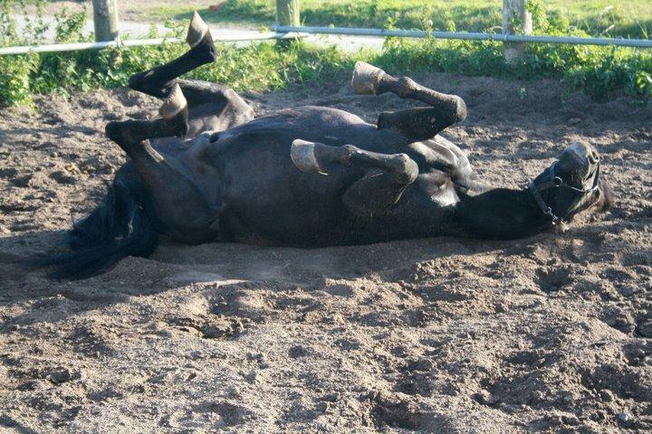 Anden særlig race Chico (Oldenborg/DSP) billede 25