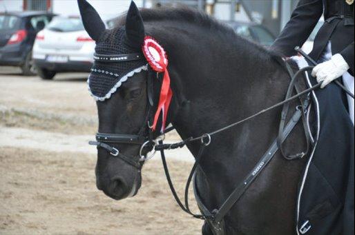 Anden særlig race Chico (Oldenborg/DSP) billede 1