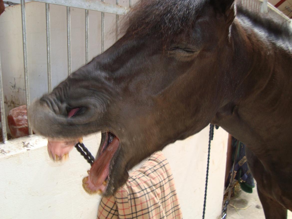 Anden særlig race Chico (Oldenborg/DSP) billede 27