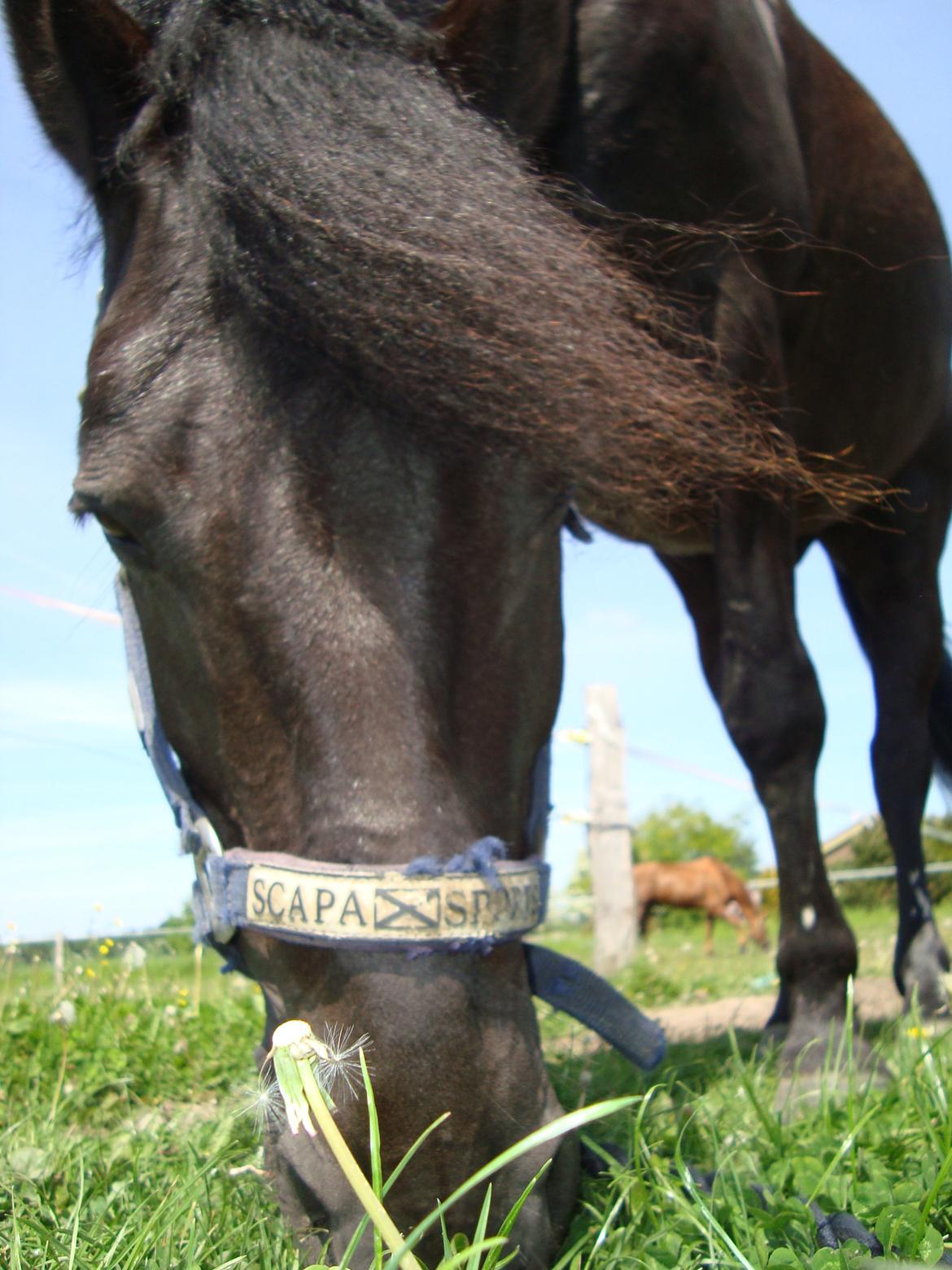 Anden særlig race Chico (Oldenborg/DSP) billede 28