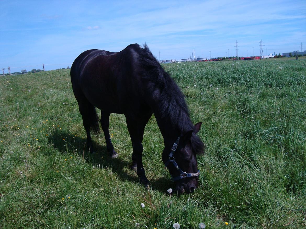 Anden særlig race Chico (Oldenborg/DSP) billede 29