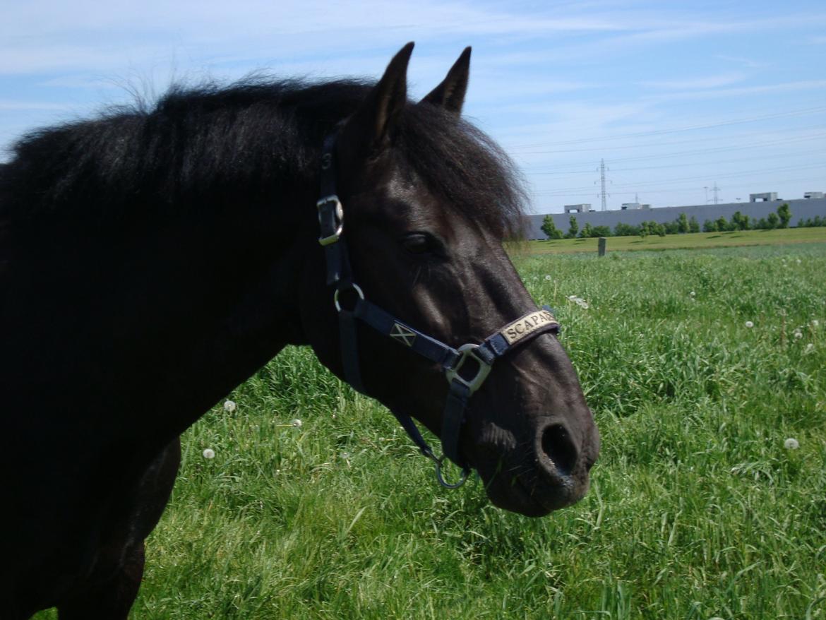 Anden særlig race Chico (Oldenborg/DSP) billede 30