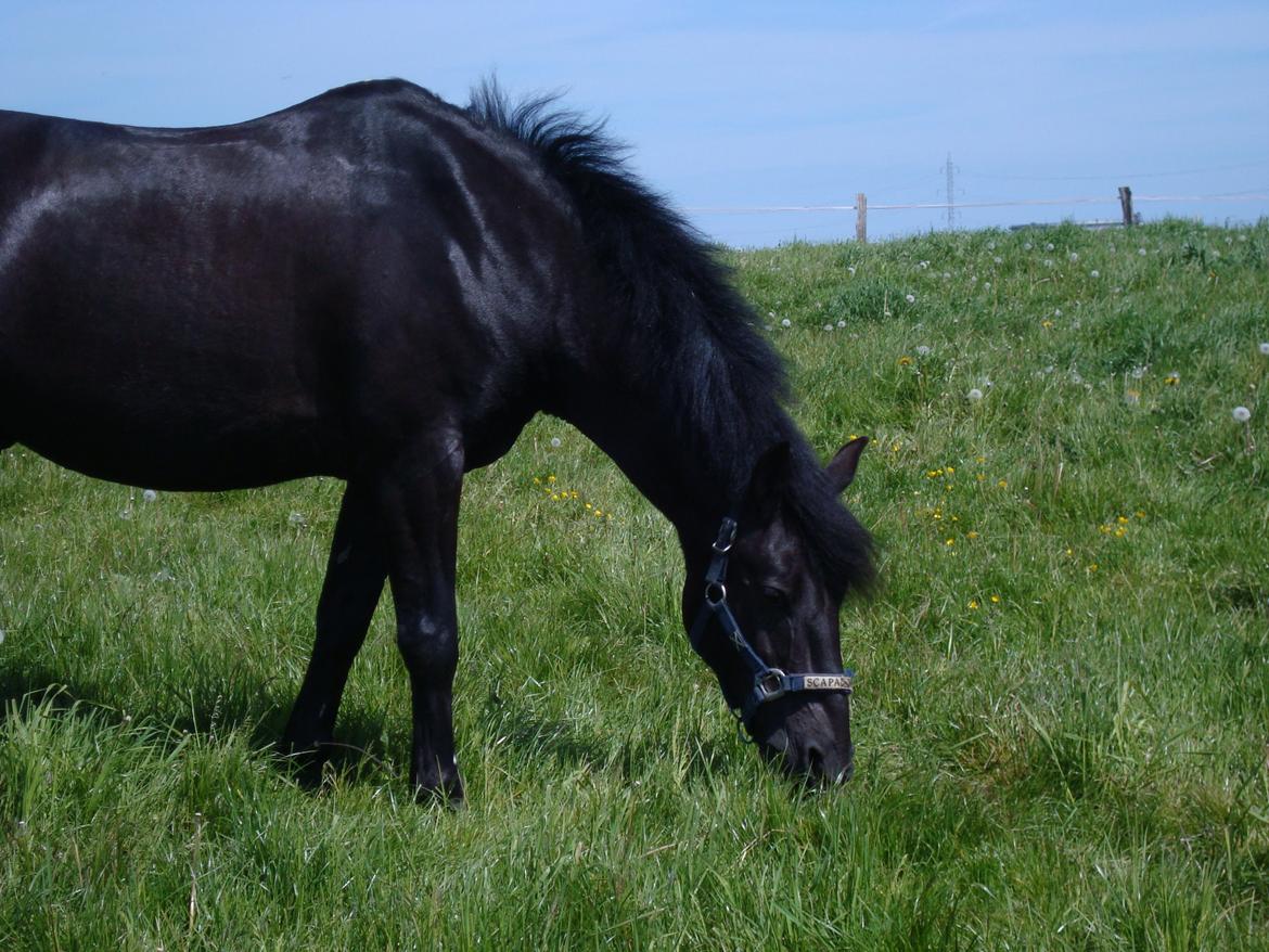 Anden særlig race Chico (Oldenborg/DSP) billede 31