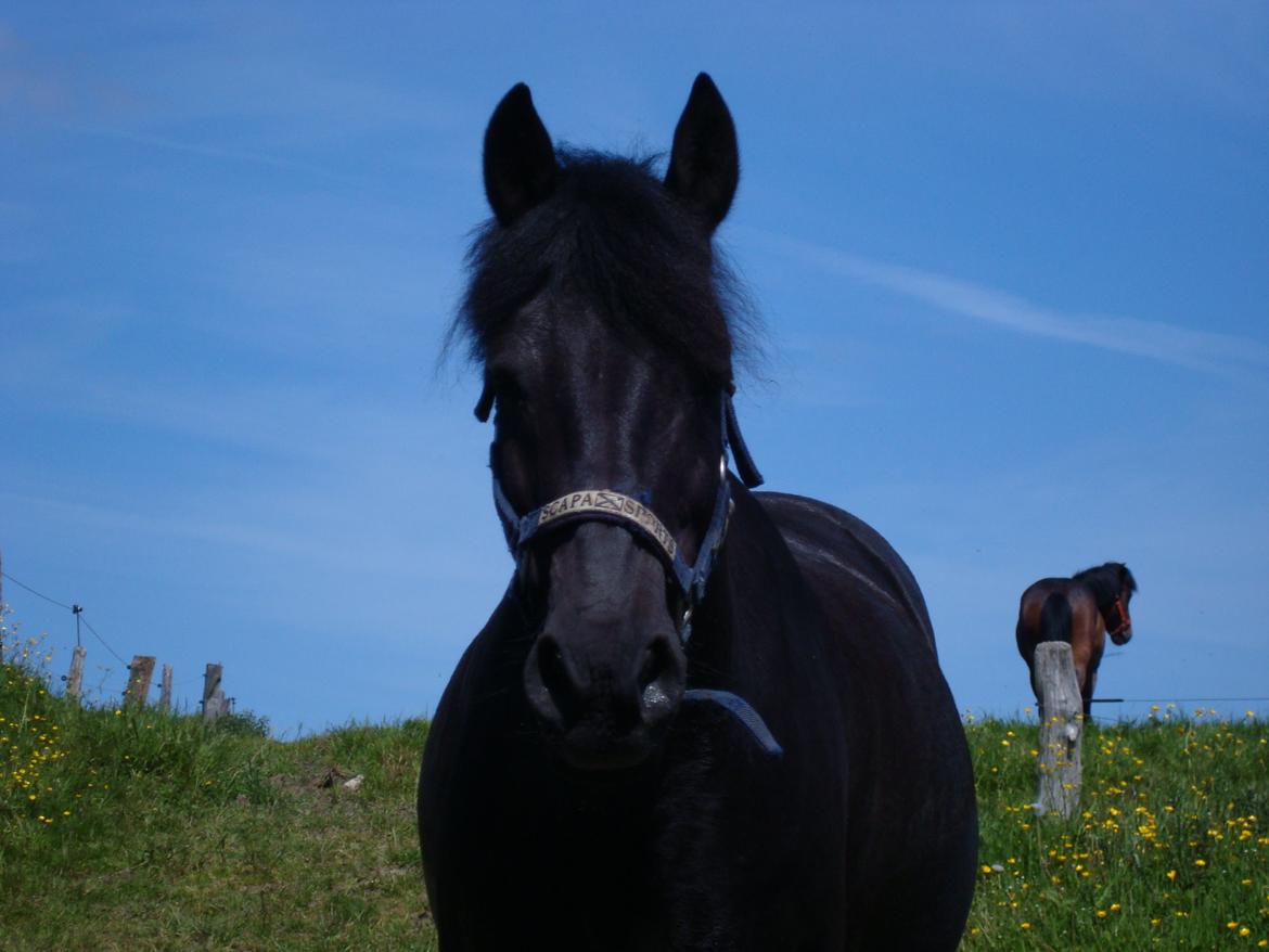 Anden særlig race Chico (Oldenborg/DSP) billede 32