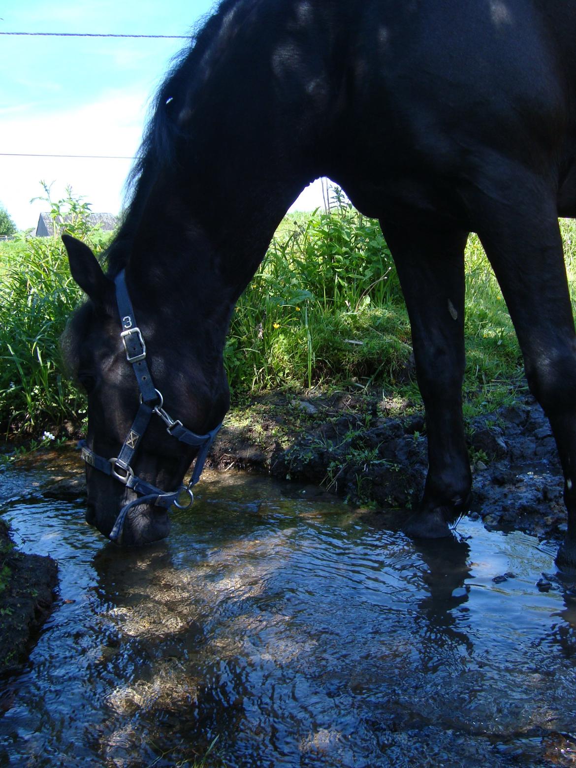 Anden særlig race Chico (Oldenborg/DSP) billede 33