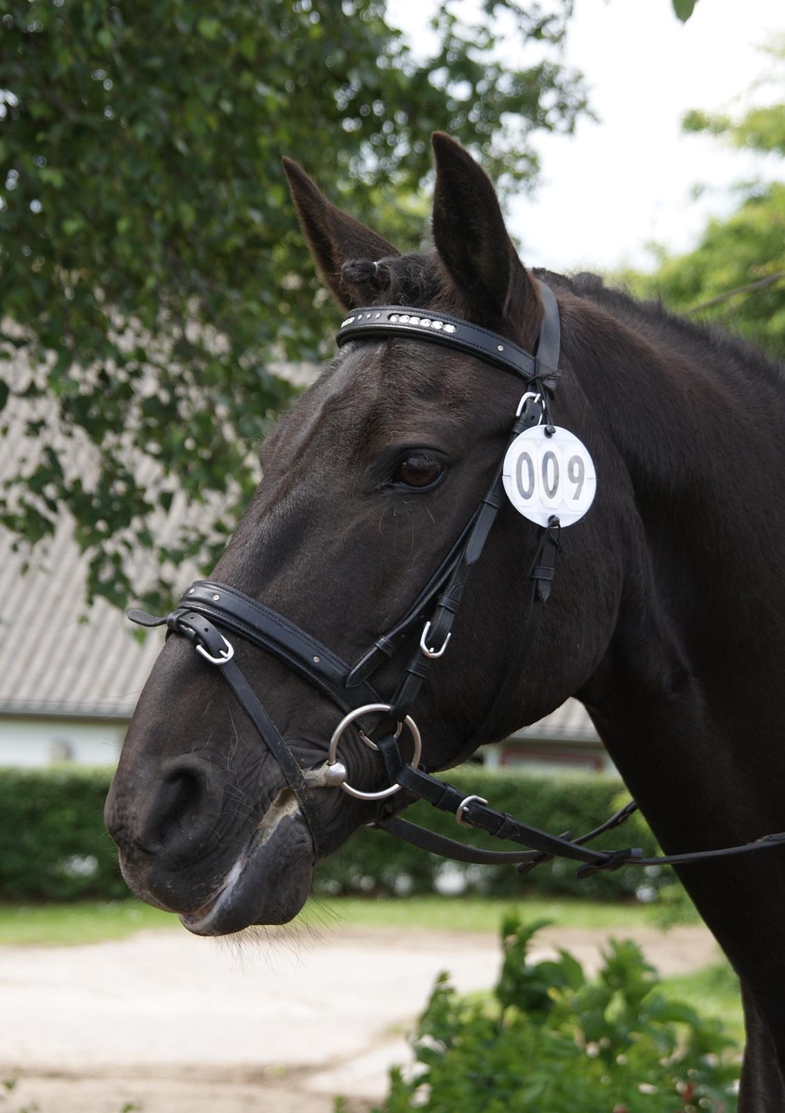 Anden særlig race Chico (Oldenborg/DSP) billede 34