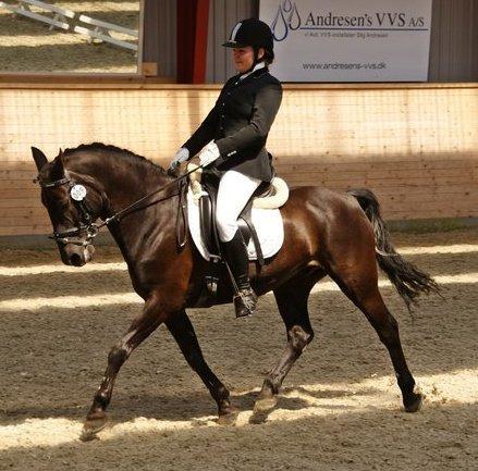 Anden særlig race Chico (Oldenborg/DSP) billede 35