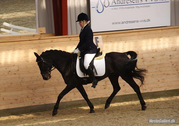 Anden særlig race Chico (Oldenborg/DSP) billede 36