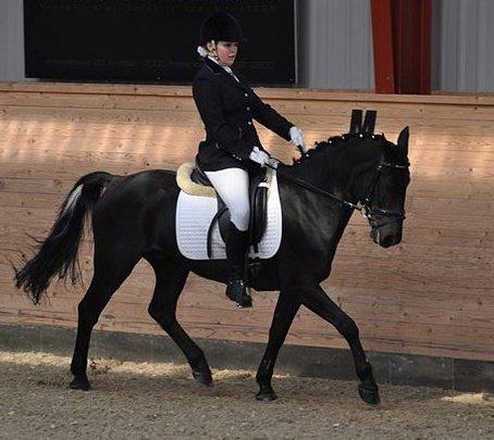 Anden særlig race Chico (Oldenborg/DSP) billede 37