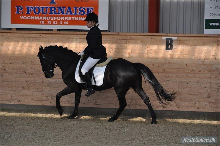 Anden særlig race Chico (Oldenborg/DSP) billede 38