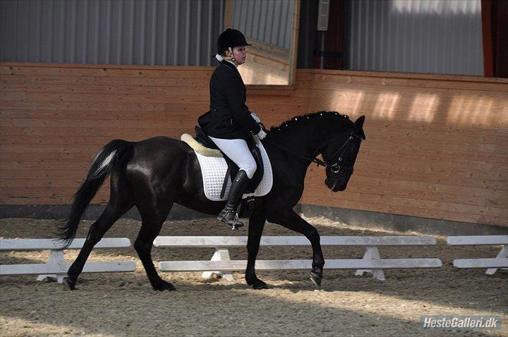 Anden særlig race Chico (Oldenborg/DSP) billede 39