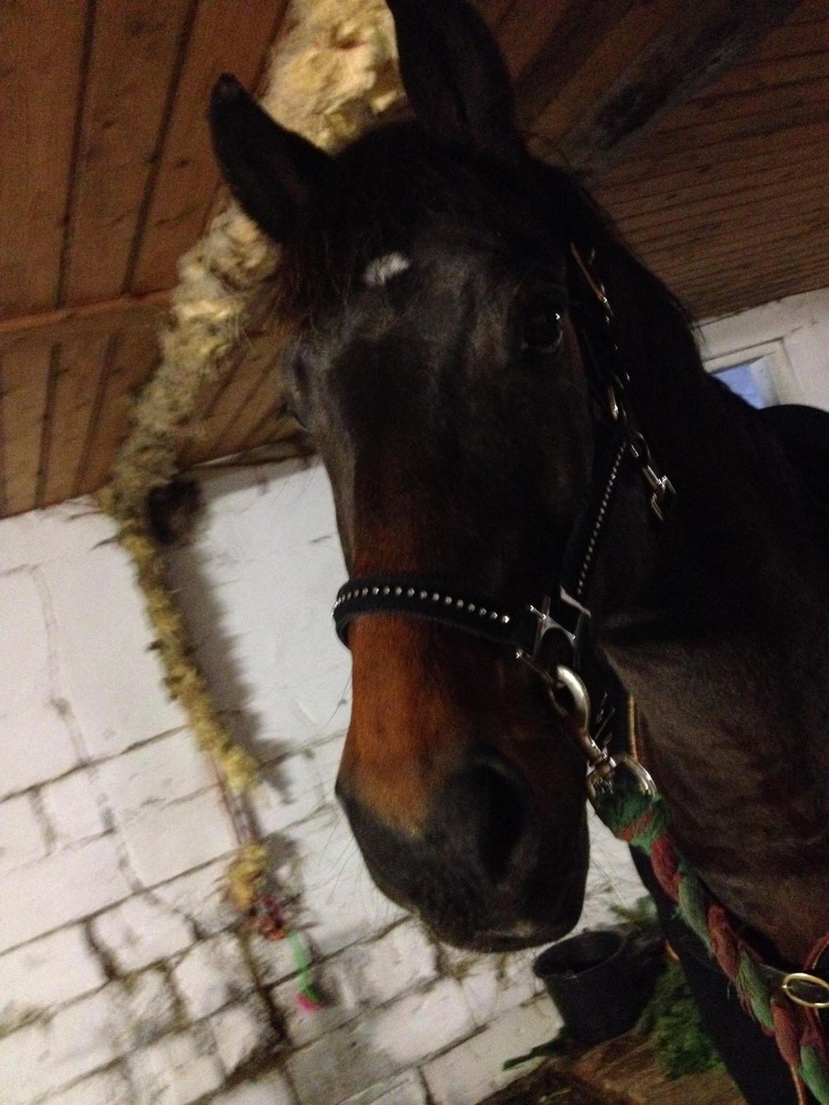 Dansk Varmblod Bøgegårdens Landsriver - Min dejlige stjerne <3 billede 12