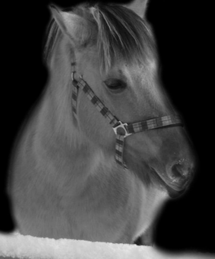 Anden særlig race Chila billede 1