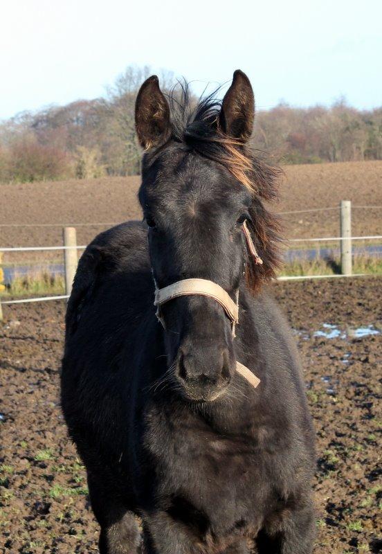 Oldenborg Sjamajka Nyholm billede 37