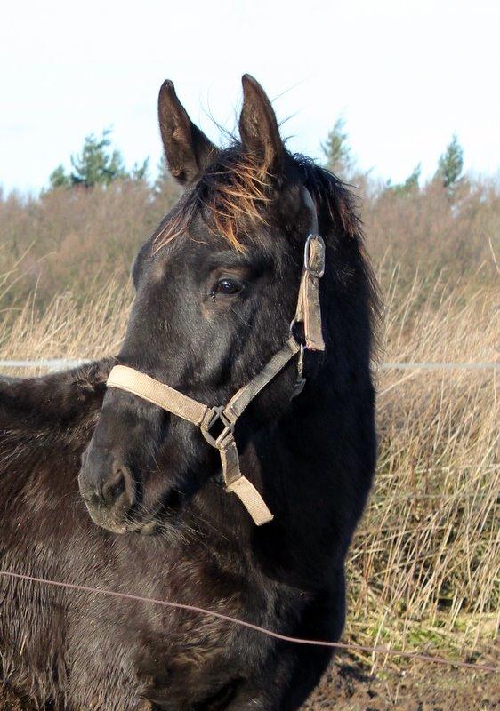 Oldenborg Sjamajka Nyholm billede 12