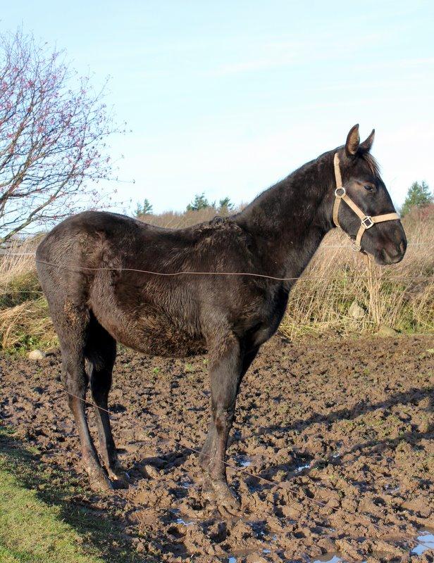 Oldenborg Sjamajka Nyholm billede 13