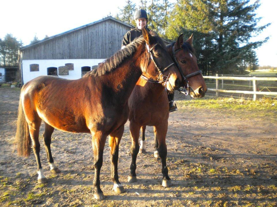 Holstener Norah billede 5