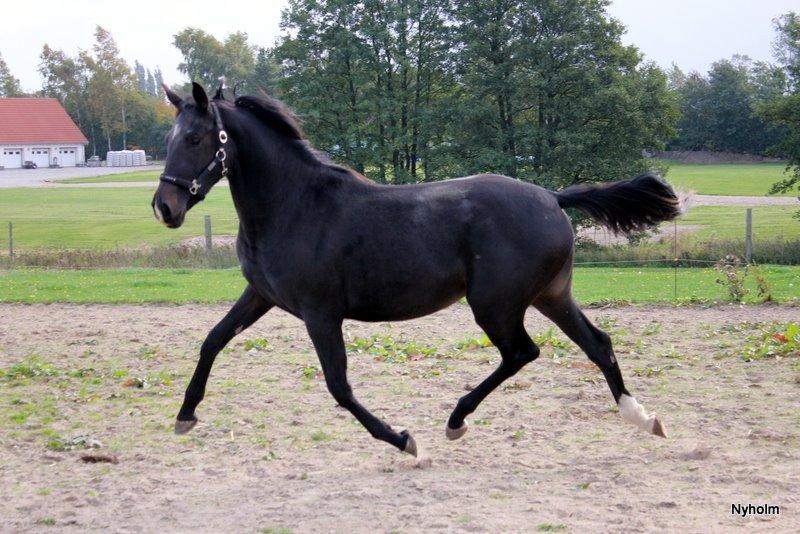 Oldenborg Medina af legaardslund billede 3