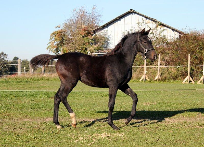 Oldenborg Medina af legaardslund billede 17