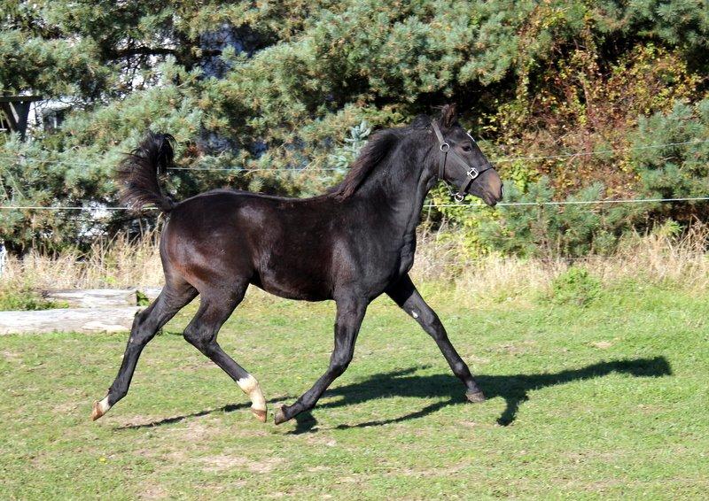 Oldenborg Medina af legaardslund billede 18